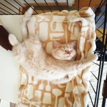 ねこたいむ 様のお迎えした子猫