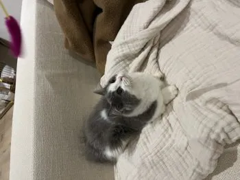 さいとう 様のお迎えした子猫