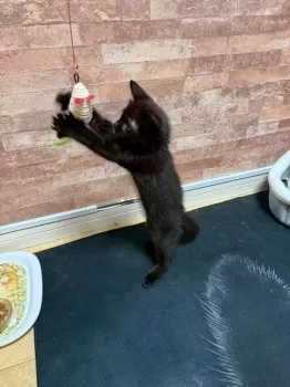 Jamママ 様のお迎えした子猫