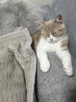 A.D 様のお迎えした子猫