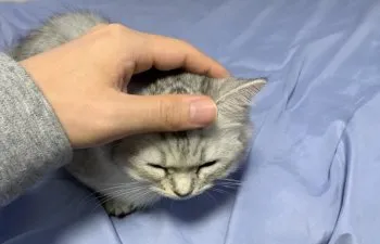 フミャ 様のお迎えした子猫