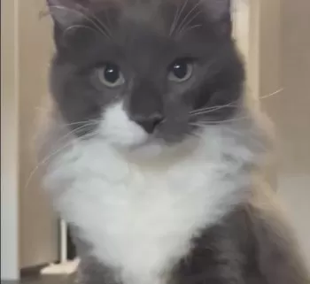 R.K 様のお迎えした子猫