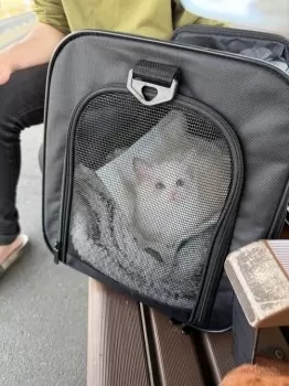 めぐみん 様のお迎えした子猫