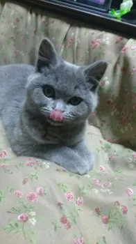 先輩猫mimi 様のお迎えした子猫