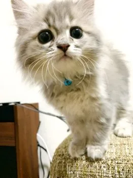 ミナ 様のお迎えした子猫