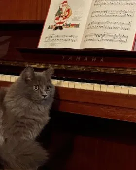 Y.M 様のお迎えした子猫