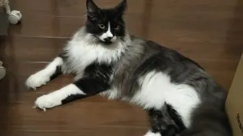 A 様のお迎えした子猫