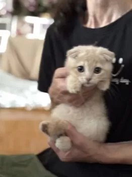 RARU 様のお迎えした子猫