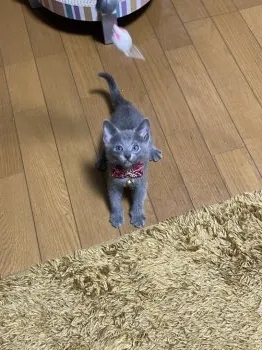 シン 様のお迎えした子猫