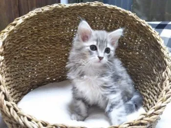 松本 様のお迎えした子猫