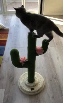なっつ 様のお迎えした子猫