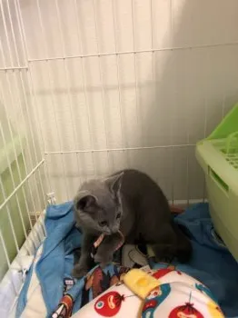 ゆか 様のお迎えした子猫