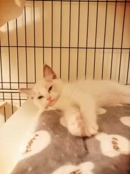 haruru 様のお迎えした子猫