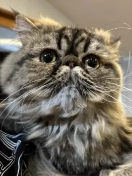 A.T 様のお迎えした子猫