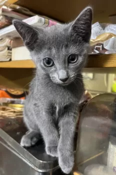 S.S 様のお迎えした子猫