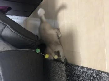 ゆり 様のお迎えした子猫