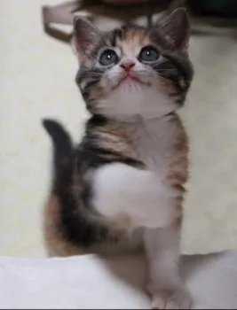 どんぐり 様のお迎えした子猫