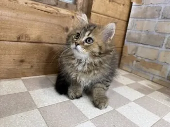N.O. 様のお迎えした子猫