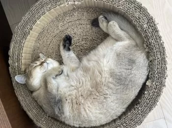 メロン 様のお迎えした子猫