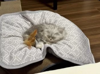 nemonemo 様のお迎えした子猫