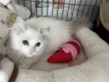 みき 様のお迎えした子猫