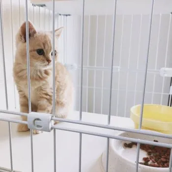 子ネコのミラ 様のお迎えした子猫