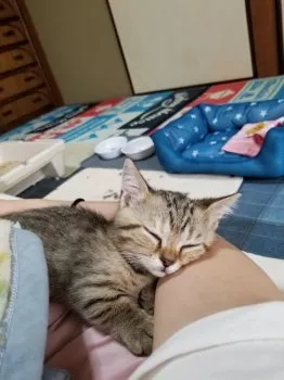 グミパパ 様のお迎えした子猫