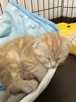 まーくん 様のお迎えした子猫