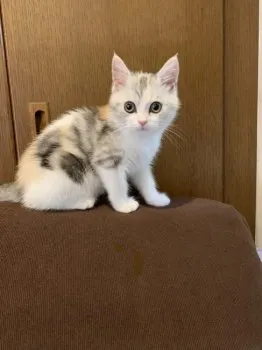 N.A 様のお迎えした子猫