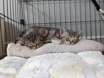 K.O. 様のお迎えした子猫