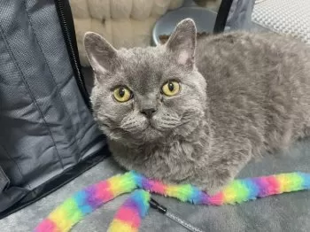 COCO317 様のお迎えした子猫