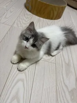 M.F 様のお迎えした子猫