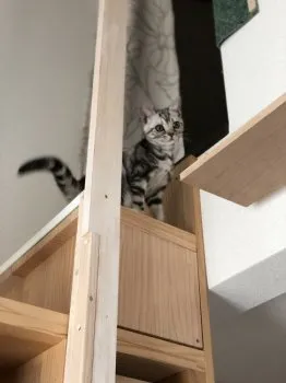 michiko 様のお迎えした子猫