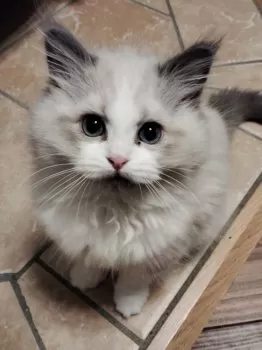 あしゃりん 様のお迎えした子猫