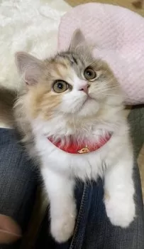 リンたん 様のお迎えした子猫