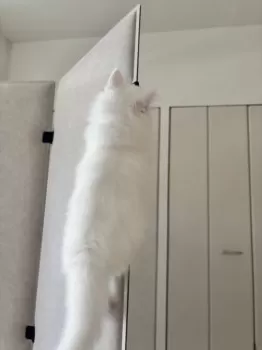 A.Ｉ 様のお迎えした子猫