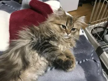 そらのかなた 様のお迎えした子猫