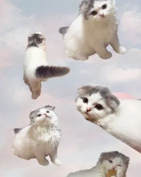 ユン 様のお迎えした子猫