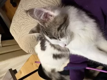 T.Ｉ 様のお迎えした子猫