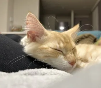 S.I 様のお迎えした子猫