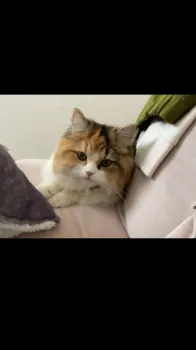 くるみ 様のお迎えした子猫