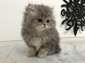 C.Z 様のお迎えした子猫