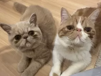 S.H 様のお迎えした子猫