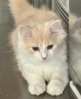 ＹＫ 様のお迎えした子猫