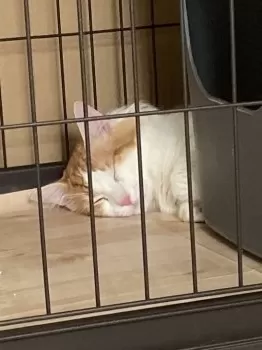 イトウ 様のお迎えした子猫