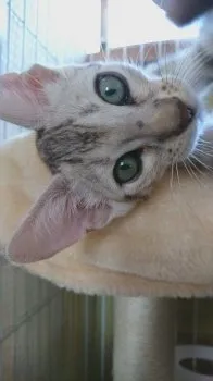 ムッタン 様のお迎えした子猫