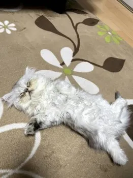 Y.O 様のお迎えした子猫