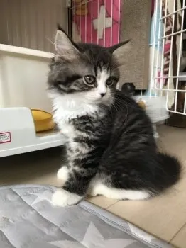 やまね 様のお迎えした子猫