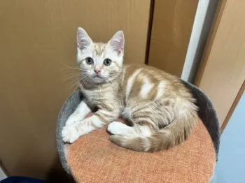 宝ジェンヌ 様のお迎えした子猫