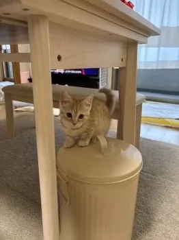 こまり 様のお迎えした子猫